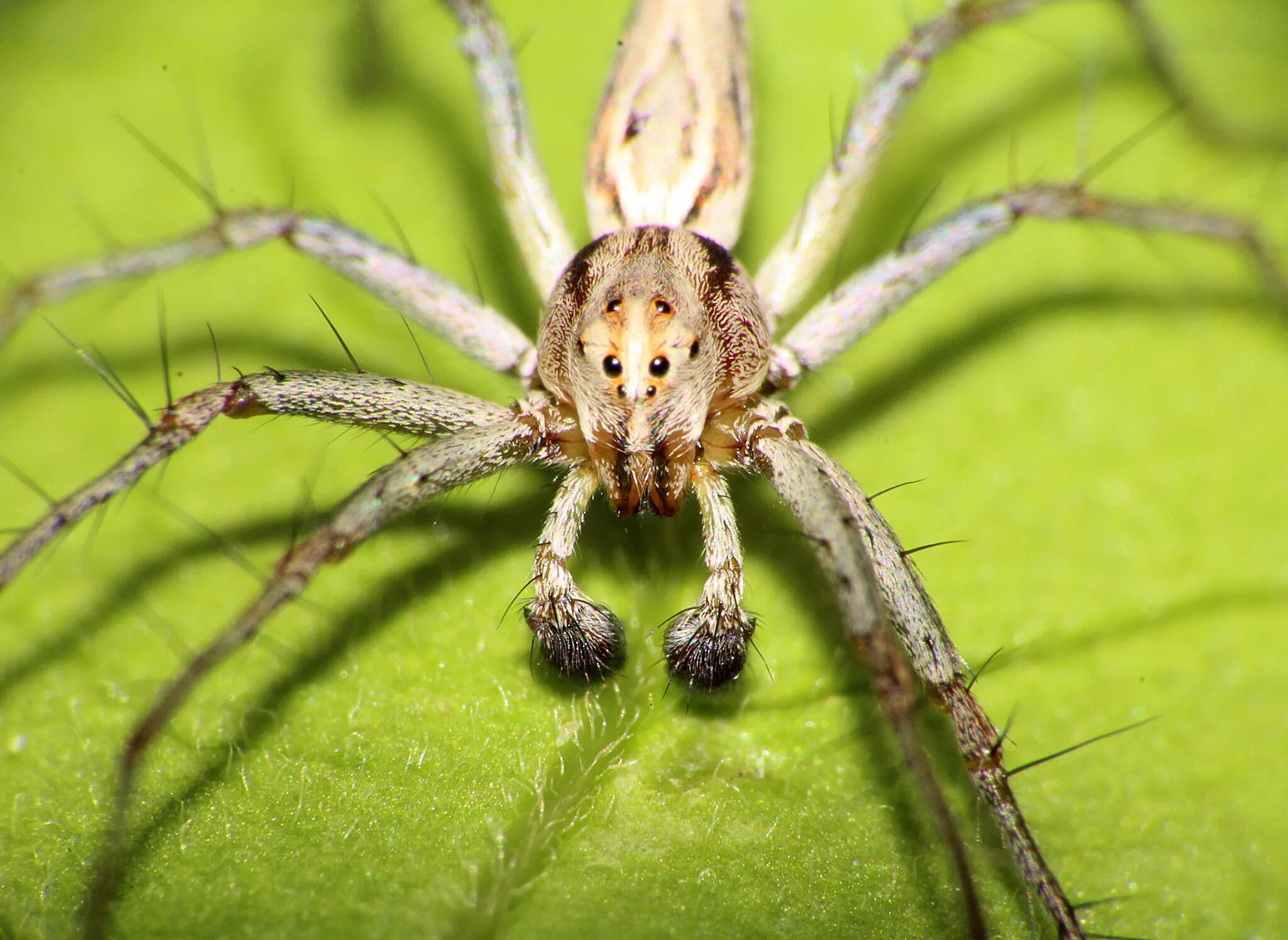 Определить вид паука. Laba-laba паук. Даурский паук волк. Австралийский Странствующий паук. Ostearius melanopygius паук.