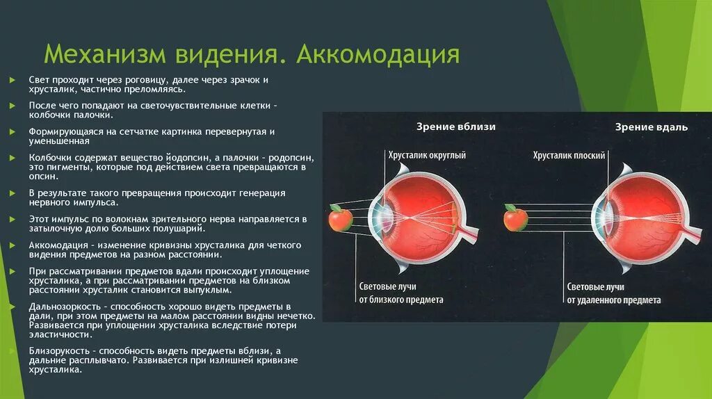 Какая структура обеспечивает аккомодацию. Аккомодация хрусталика глаза. Хрусталик при напряжении аккомодации. Механизм аккомодации глаза. Аккомодация глаза. Механизмы аккомодации глаза.