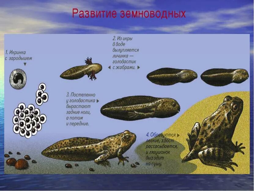 Строение и развитие земноводных. Развитие земноводных происходит. Стадии развития земноводных. Размножение и развитие земноводных. Развитие лягушки.