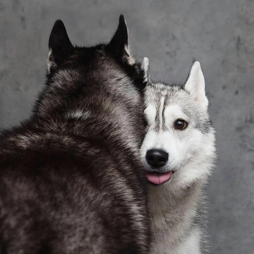 Лайка в квартире. Видео для лайка. Собака хаски волк. Самоед в аджилити. Супер лайки из лайка.