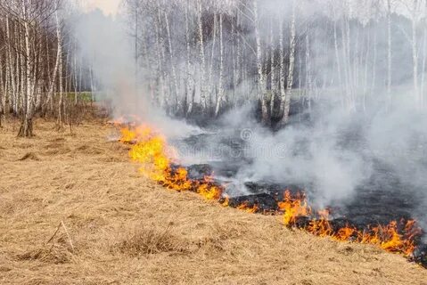 Поджигая сухую траву на лугах мы