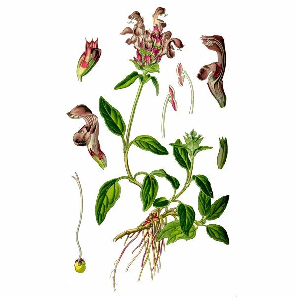 Черноголовка обыкновенная гербарий. Город черноголовка рисунок. Черноголовка крупноцветковая гербарий. Prunella vulgaris гербарий. Prunella vulgaris гербарий.