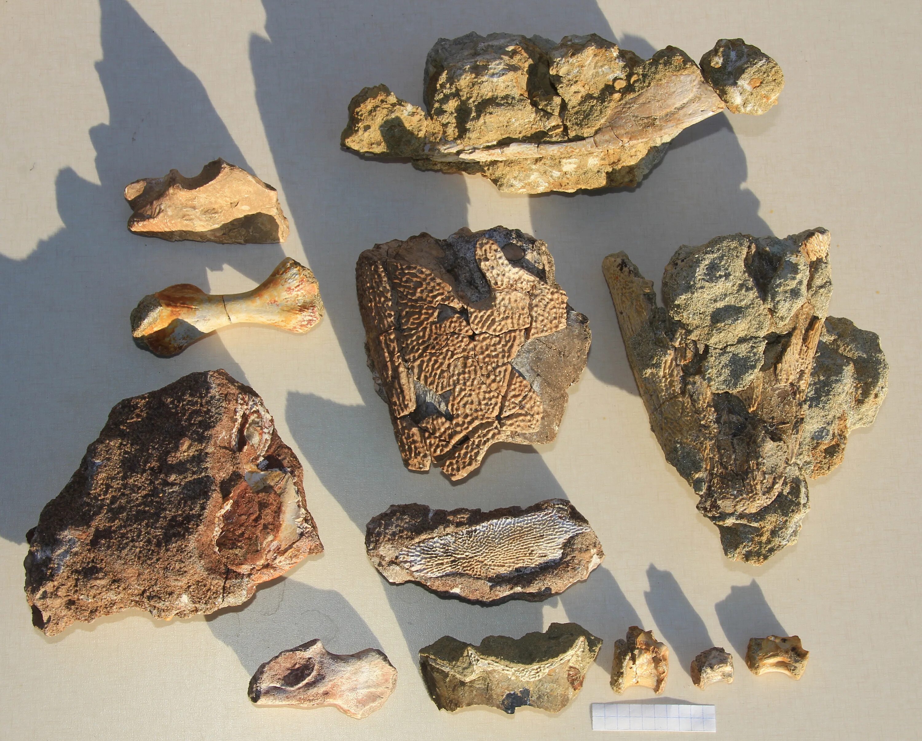Какие палеонтологические находки. Ундоровский Палеонтологический музей. Палеонтологическая коллекция. Палеонтологические находки. Коллекции палеонтологических музеев.