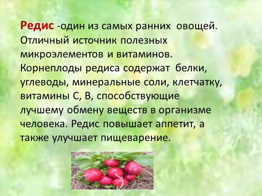 Полезные свойства редиски. Чем полезна редиска. Чем полезен редис. Редиска полезна для организма. Польза редиски для здоровья