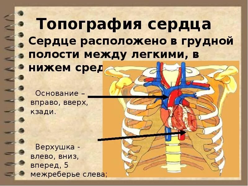 Топография сердца. Топография и строение сердца. Топография сердце сердца. Границы сердца топографическая анатомия
