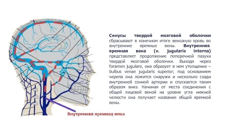 Вены головного мозга. Вены синусы твердой мозговой оболочки. Внутренняя яремная Вена синусы. Внутричерепная венозная система. Внутренняя яремная Вена внутричерепные притоки.