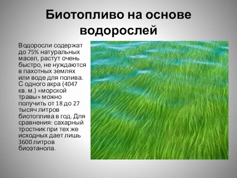 Технология водорослей. Микроводоросли биотопливо. Водоросли для биотоплива. Биотопливо на основе водорослей. Биодизеля из водорослей.