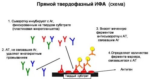 Схему протекания твердофазного ИФА. Схема постановки реакции ИФА. ИФА принцип метода. ИФА метод выполнения исследования. Ифа качественно что это