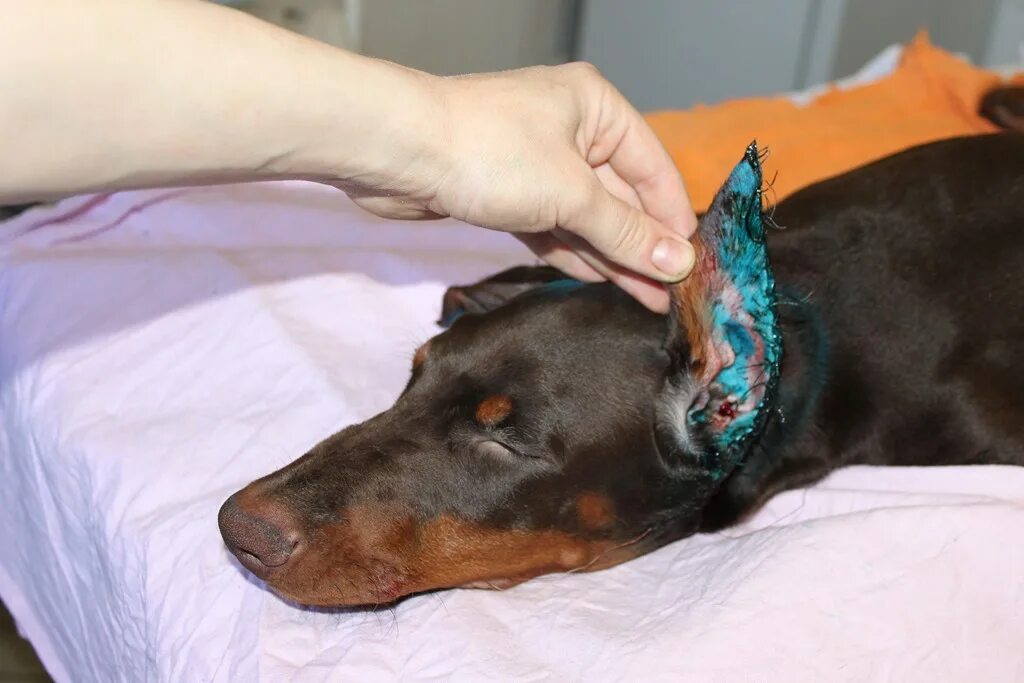 купирование ушей у добермана. форма купирования ушей у питбуля. купирование ушей у добермана. доберман купирование ушей и хвоста. уши добермана до купирования.