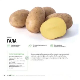 Картошка гала характеристика и описание сорта фото