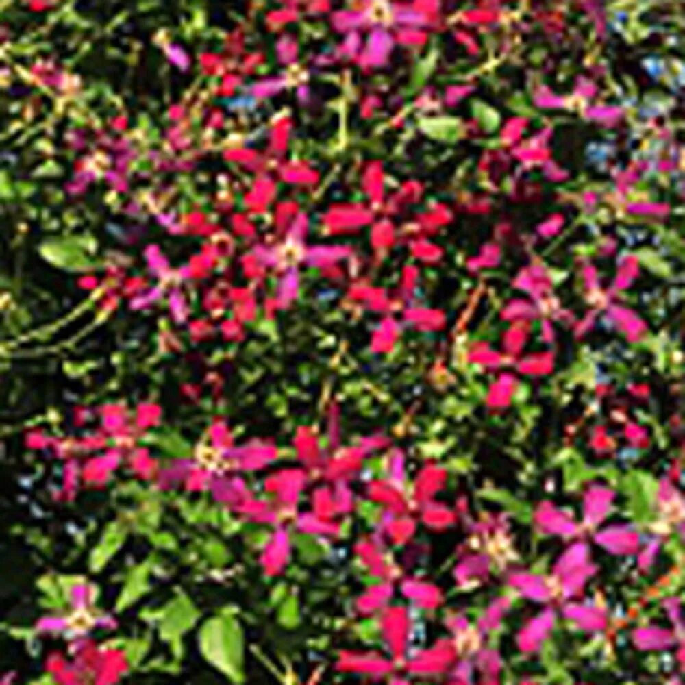 Клематис саммер лав описание фото Клематис жгучий 'Суит Саммэр Лав' / Clematis flammula 'Sweet Summer Love' Ланд