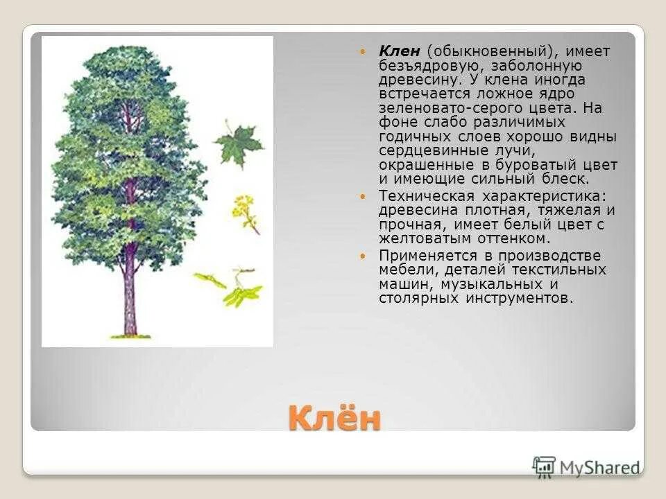 Ее стволы стали зеленовато серыми найдите слово. Клён описание дерева. Описание деревьев для детей. Клен краткая информация. Клен дерево описание для детей.