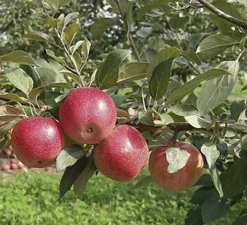 Яблоня шафранная