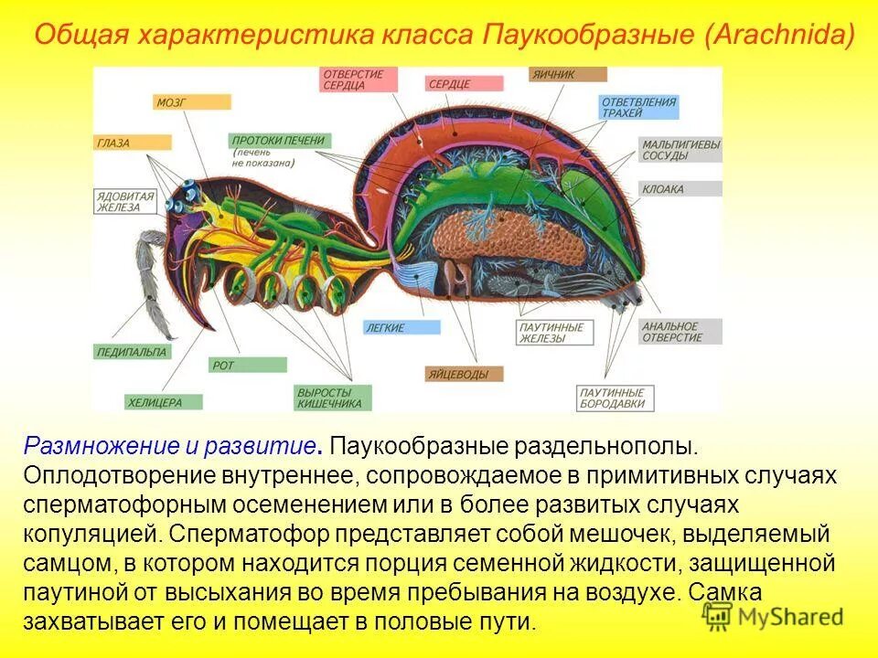 Выделительная система паукообразных 7 класс. Класс паукообразные общая характеристика 8 класс биология. Строение паука железы. Внутреннее строение паукообразных 7 класс биология. Паукообразные паутинные железы