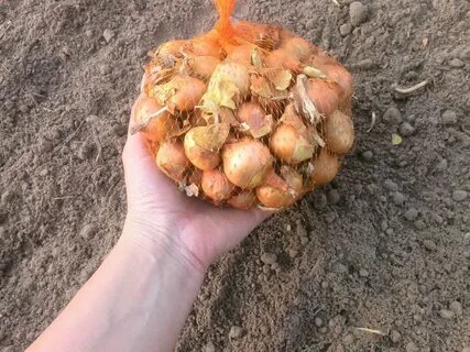 Обработка луковицы