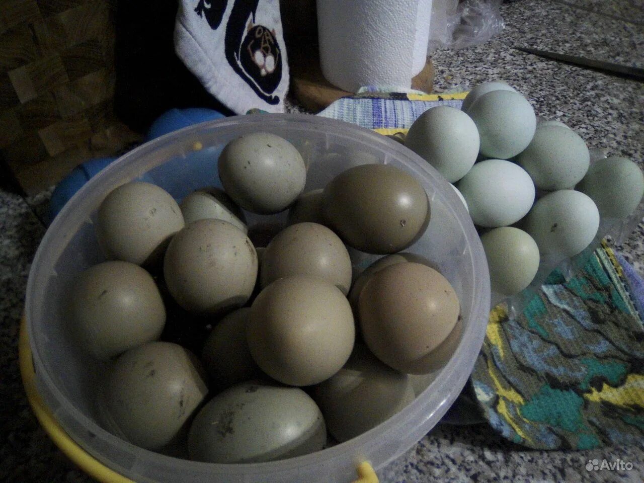 Яйца фазана купить. Яйцо фазана. Яички фазана. Размер яйца фазана. Яйца фазана яичница.