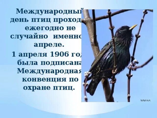 Международный день птиц. Денптицу. День птиц сообщение. 1 апреля праздник день птиц. День птиц презентация.