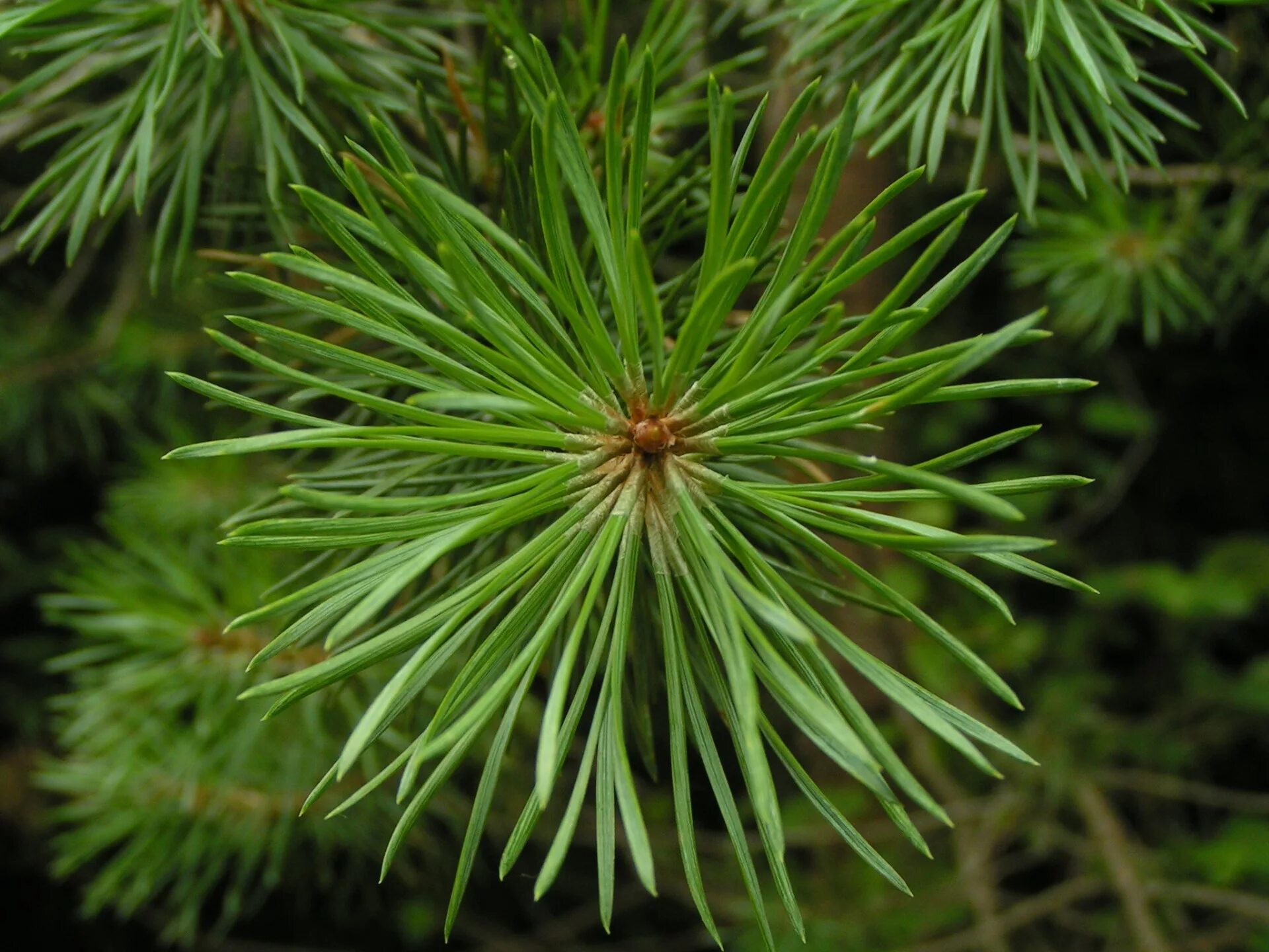 Глаз хвойный. Coniferophyta. Хвойные деревья. Ель с плоскими иголками. Зеленая сосна.