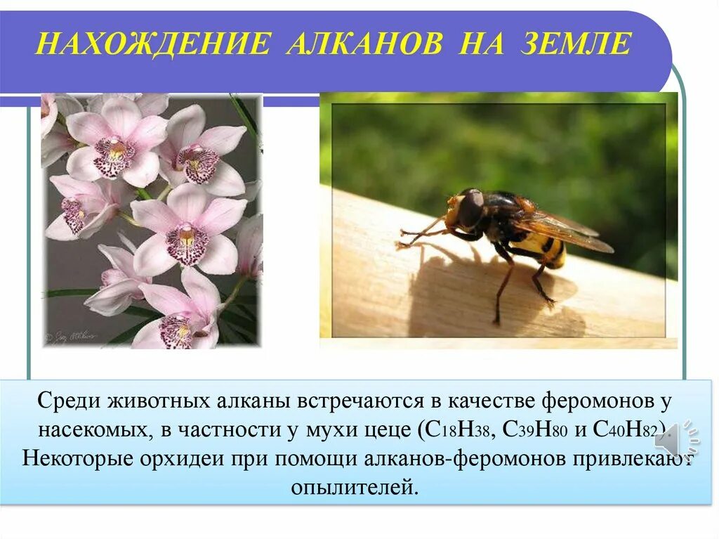 Алканы встречаются. Нахождение в природе алканов. Алканы в природе. Алканы где встречаются в природе. Феромоны насекомых.