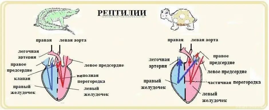 В сердце рептилий имеется. Кровеносная система пресмыкающихся крокодила. Строение сердца черепах. Кровеносная система черепахи. Кровеносная система пресмыкающихся схема кругов кровообращения.