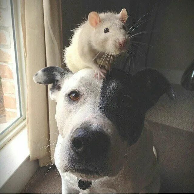Мужчина крыса и собака. Собака крыса. Щенок и крыса. Крыса пес. Селфи крысы.