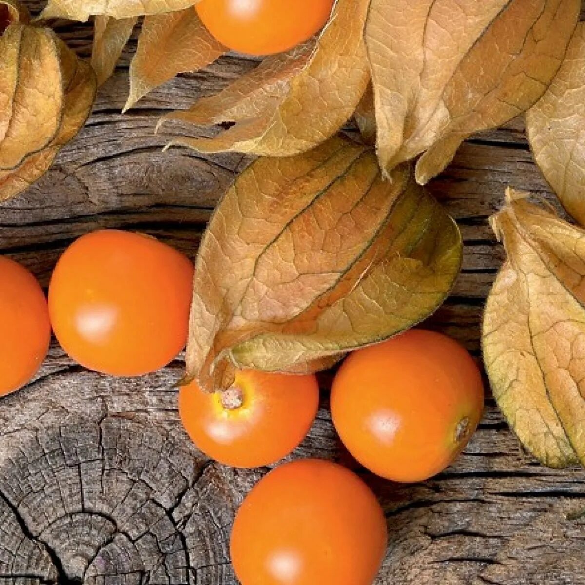 Физалис Fruit. Физалис перуанский мандарин. Клюква физалис. Физалис разбхари.