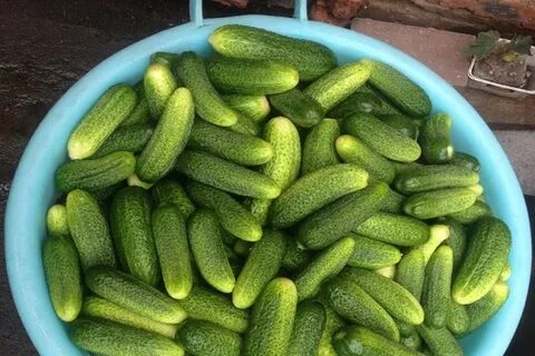 Огурцы изумрудные фото