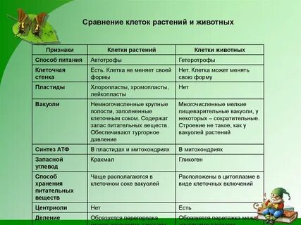 Биология сравнить растительную и животную клетки