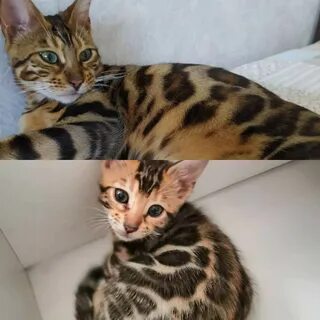 Шуба с окрасом бенгала.