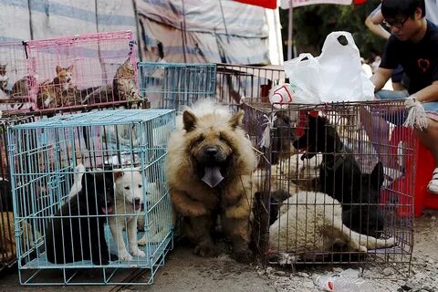 Когда можно будет продать dogs