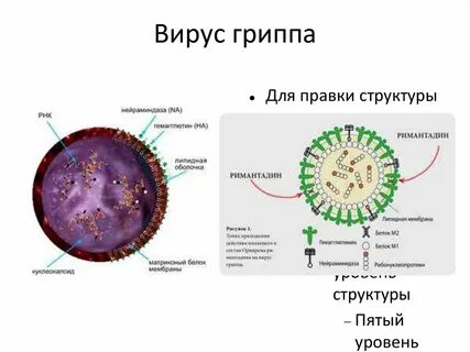 Грипп бешенство