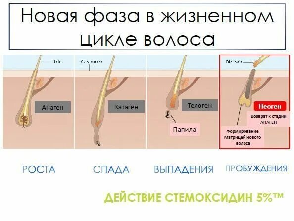 Экзоген фаза роста волос. Жизненный цикл роста волос. Жизненный цикл волоса стадии роста. Фазы роста волосяного фолликула.