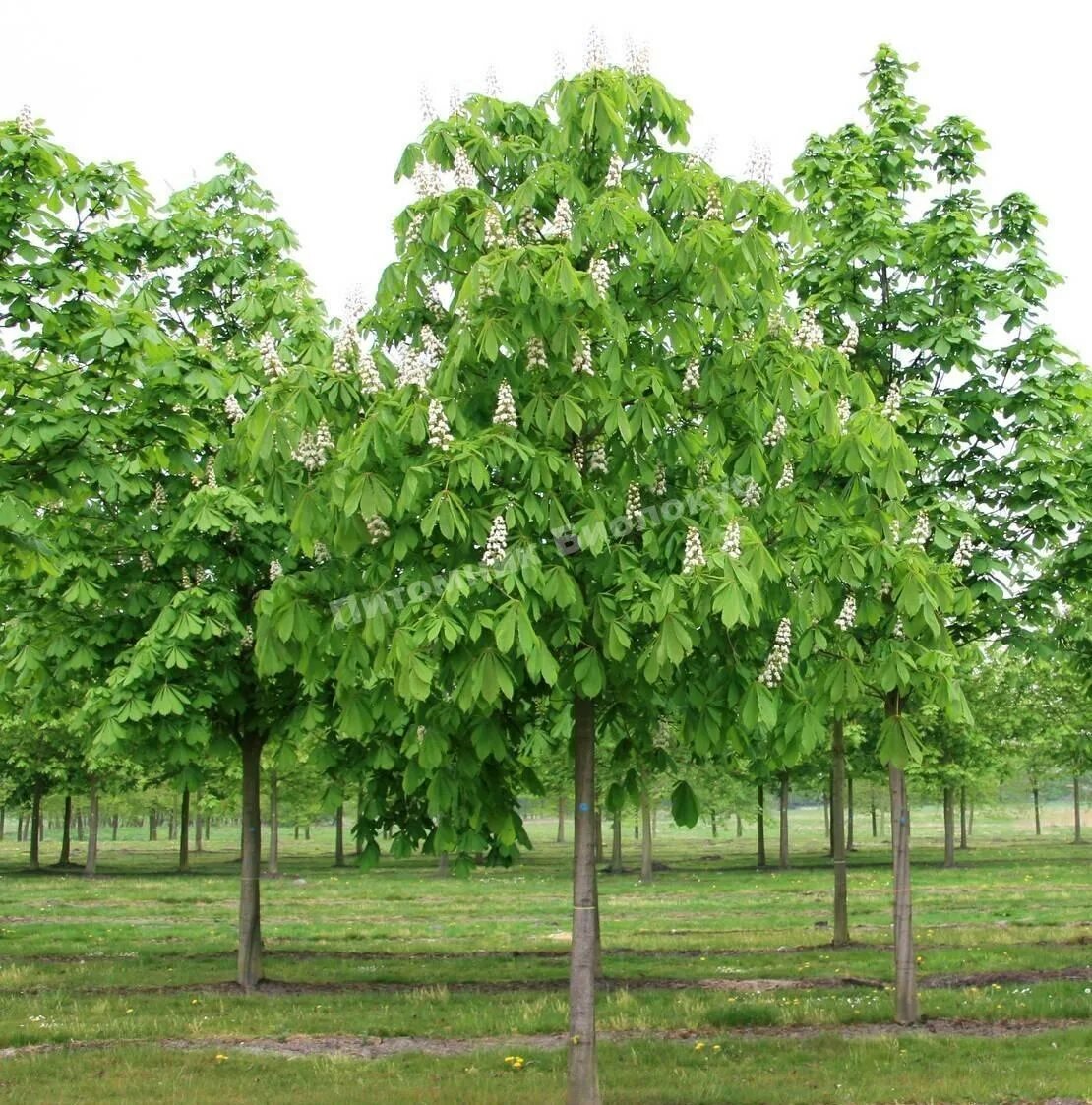 Саженцы лиственных деревьев. Конский каштан дерево. Каштан (Aesculus hippocastanum). Конский каштан обыкновенный Aesculus hippocastanum. Каштан Баумани.