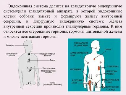 Какую железу относят к эндокринной системе