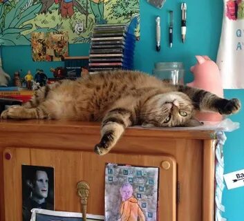 Хороша жизнь кота