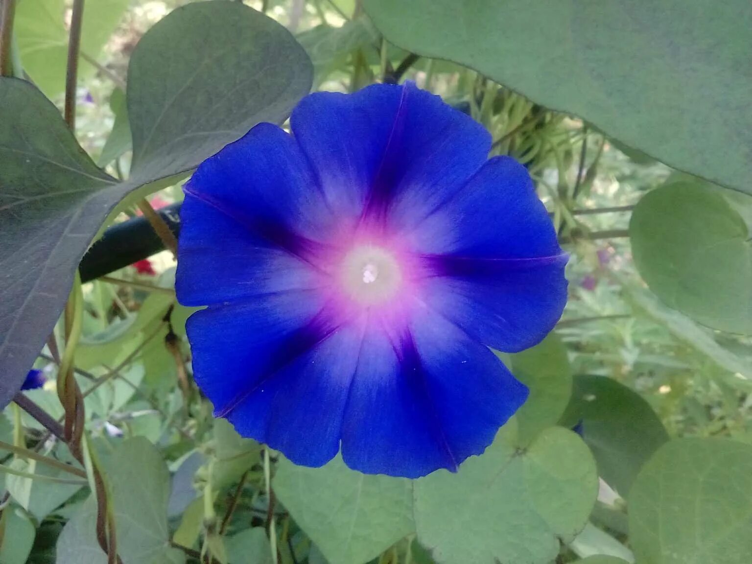 Ипомея посадка в грунт и уход. Ипомея фарбитис. Ипомея пурпурная. Ипомея трехцветная. Ипомея ультрафиолет.