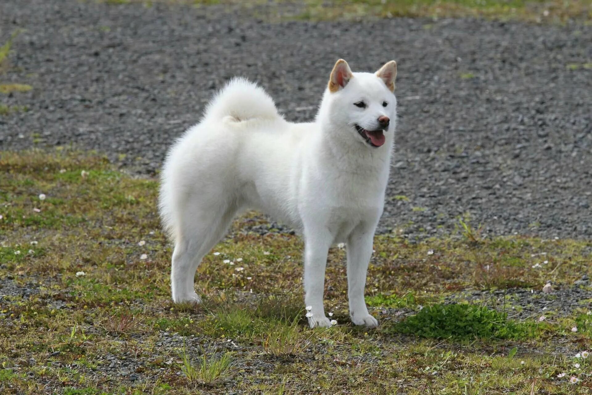 Айну собака