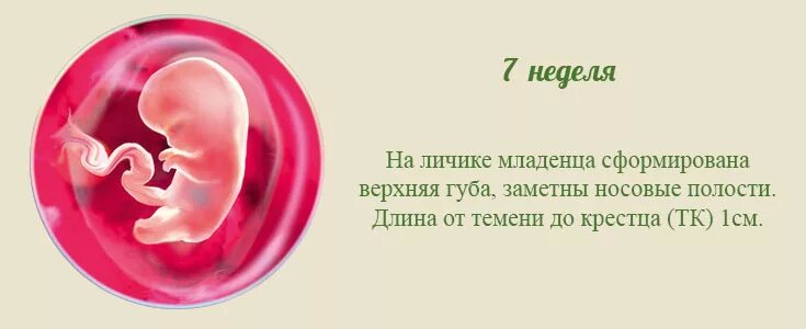 Беременность 7 недель что делать. Недели беременности 7 недель. Плод на 7 неделе беременности. Эмбрион на 7 неделе беременности. Беременность по неделям 7.