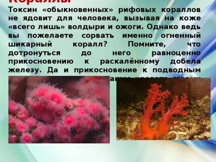 Результат коралловых