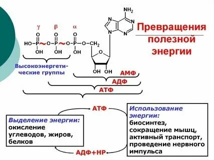 В результате транскрипции образуется. Которые она образует в процессе. Которые она образует в процессе. Которые она образует в процессе. Слияния женской и мужской половых клеток.