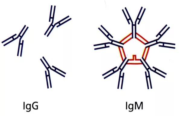 Иммуноглобулины антитела IGM. IGM антитела строение. Структура иммуноглобулина м. Иммуноглобулин m структура. Антитела иммуноглобулины м