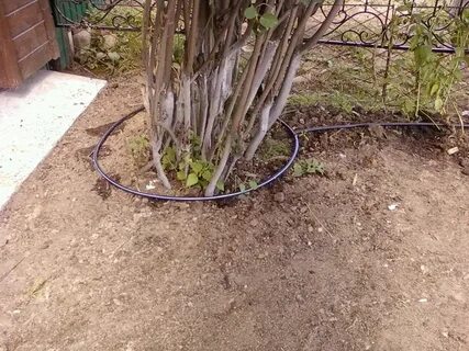 Полив под деревья
