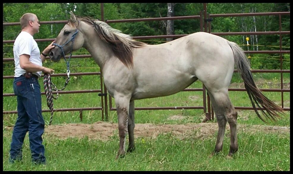 Мустанг Грулла. American Quarter Horse лошадь. Фьорд Паломино. Порода Мустанг Грулла. Хорс серебряный