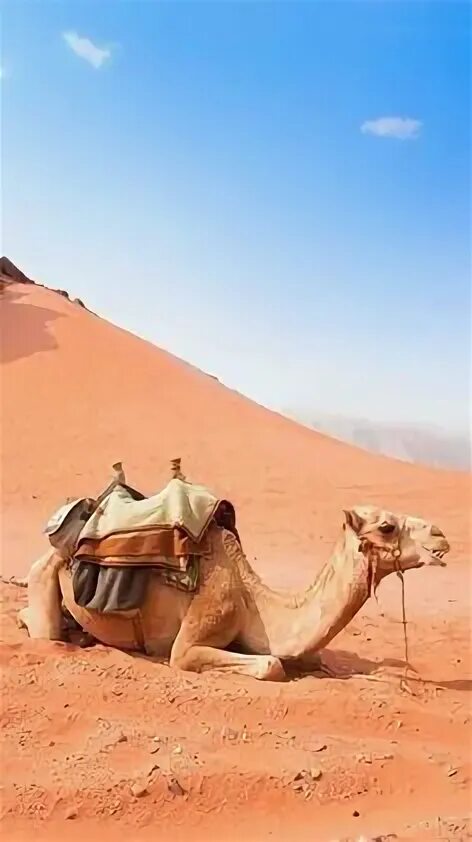 Camel beautiful. Camel beautiful