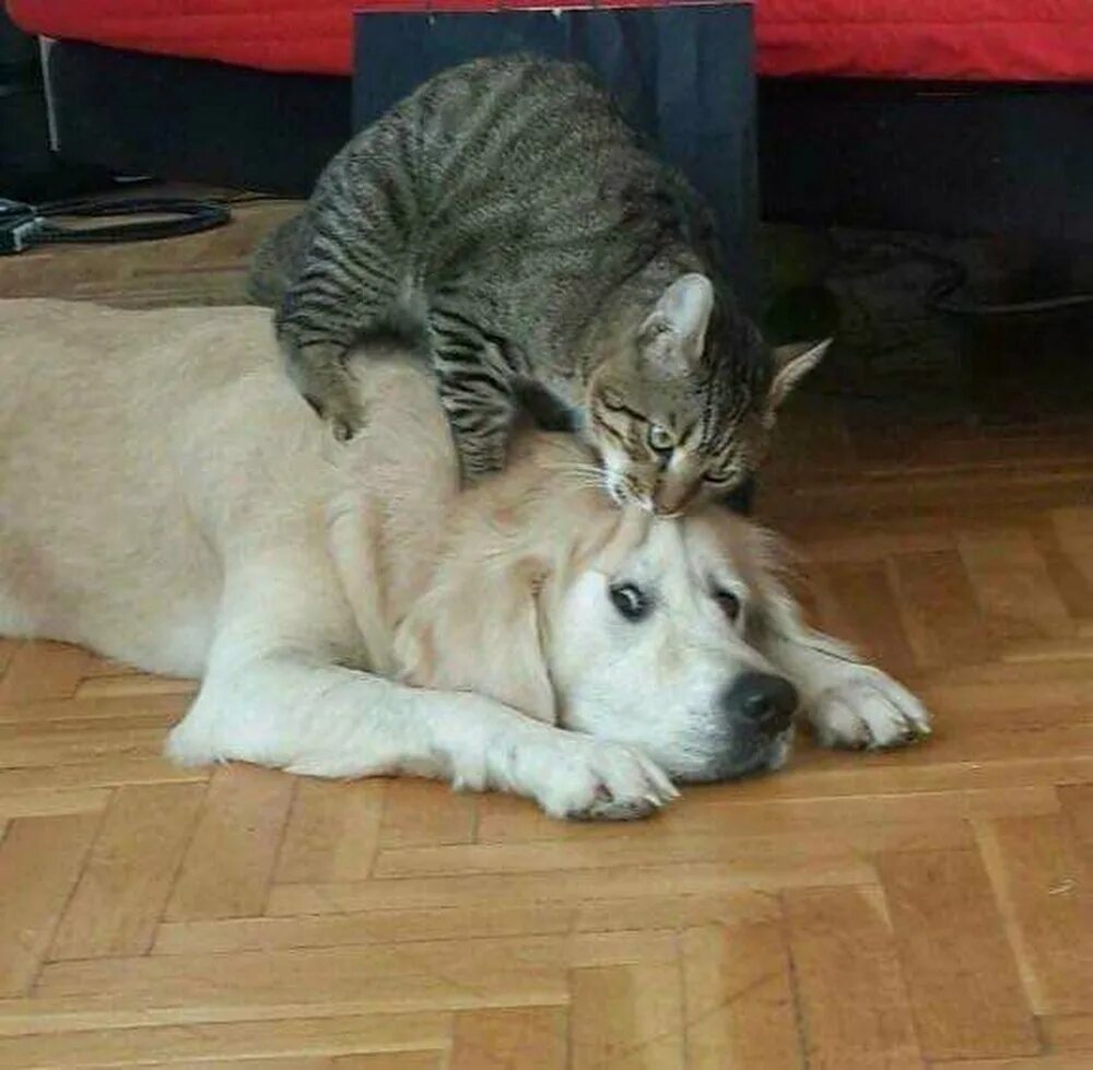 Кот грызет мем. Кот кусает собаку. забавные кошки и собаки. кошки и собаки приколы. наглые коты и собаки.