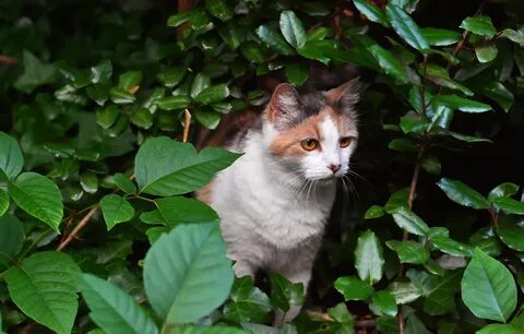 Кусты кошки