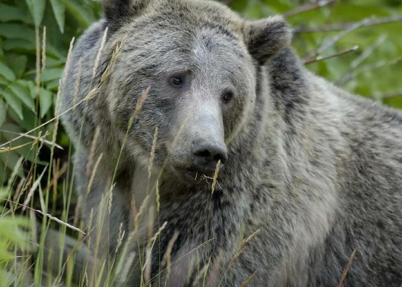 Grey bear