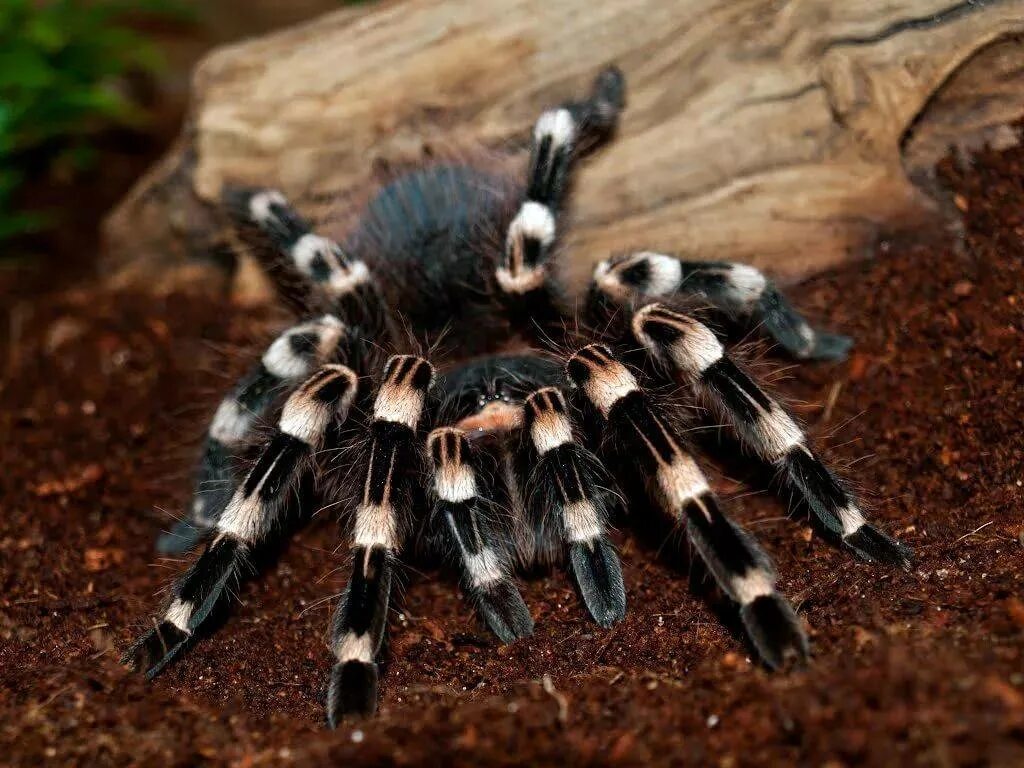 Приснился паук. Паук Acanthoscurria geniculata. Паук-птицеед геникулята Acanthoscurria geniculata. Белоколенный паук птицеед. Паук-птицеед Chromatopelma cyaneopubescens.