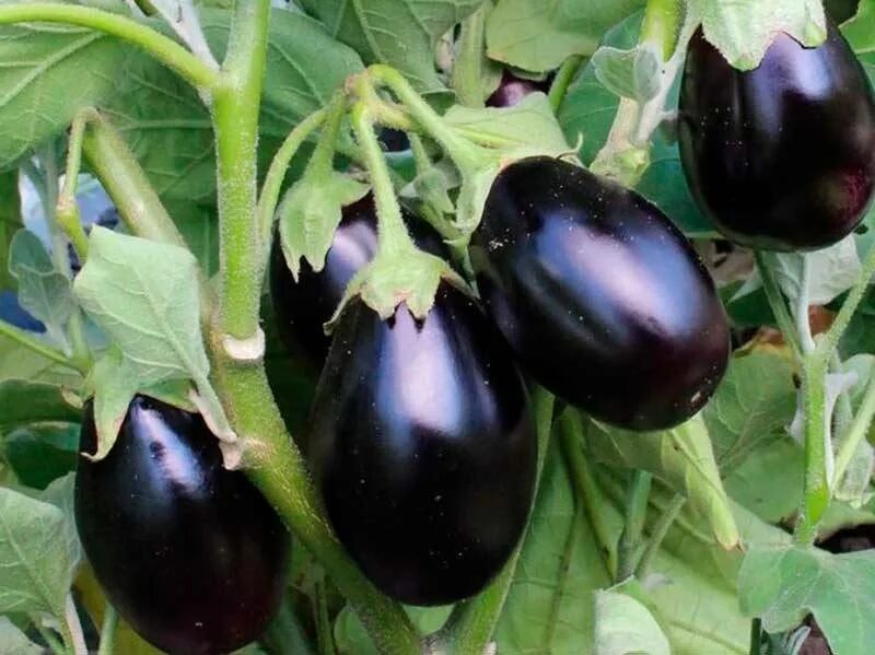 Баклажан робин гуд характеристика и описание сорта. Лучшие ранние сорта баклажан. Баклажаны энза заден. Лучшие ранние сорта баклажан. Баклажан карликовый ранний 921.