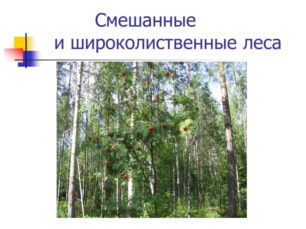Какие условия в смешанных лесах. Смешанный и широколиственный лес России презентация. Зона смешанных и широколиственных лесов. Смешанный лес презентация. Смешанные леса 4 класс.